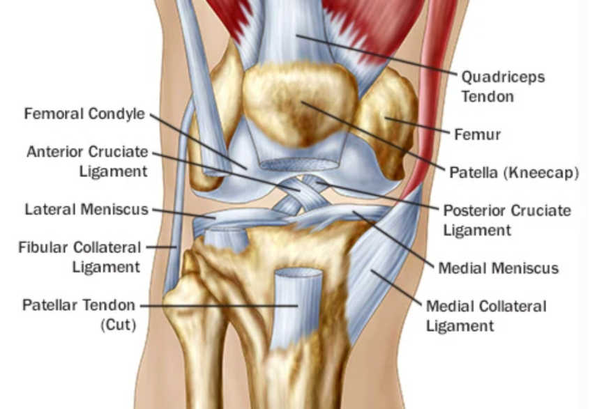 knee-diagram-1.png